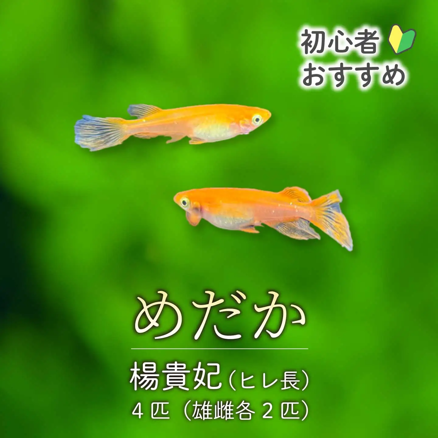 楊貴妃 ひれ長 4匹（雄・雌 各2匹）めだか メダカ 飼育 生体 観賞魚 魚 ペット おまかせ ミックス おすすめ 水槽 インテリア 生物 鑑賞 熱帯魚 アクアリウム 熱帯 淡水魚 243010 