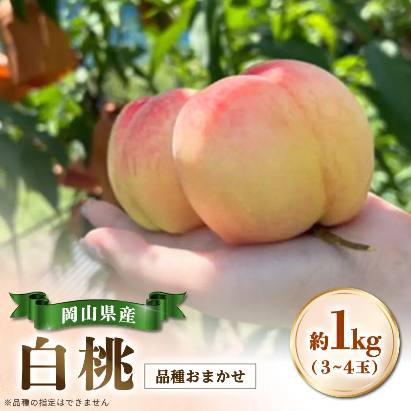 【品種おまかせ】岡山県産・白桃[白鳳・おかやま夢白桃・川中島白桃・白麗]約1kg(3～4玉)【配送不可地域：離島・北海道・沖縄県】【1726910】