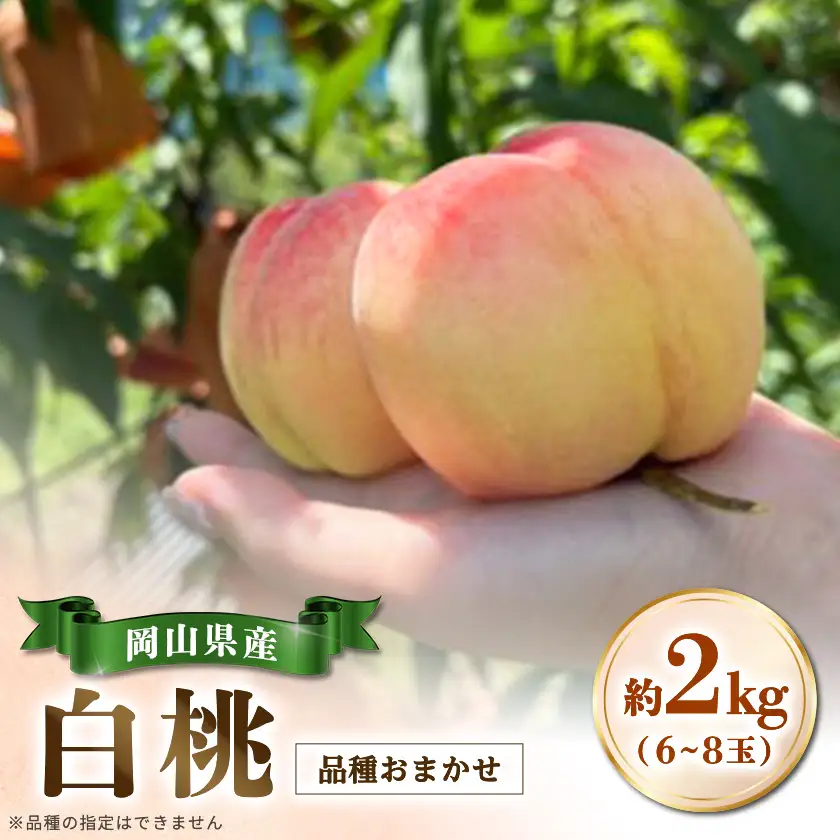 【品種おまかせ】岡山県産・白桃[白鳳・おかやま夢白桃・川中島白桃・白麗]約2kg(6~8玉)【配送不可地域：離島・北海道・沖縄県】【1726911】