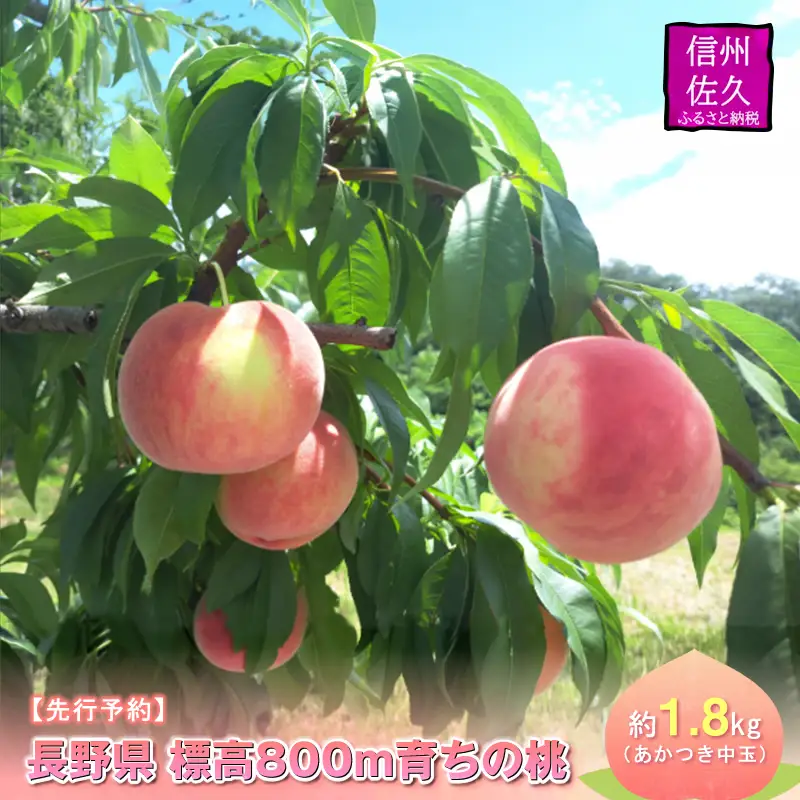 【先行予約】長野県 標高800m育ちの桃 約1.8kg（あかつき中玉）〈2026年8月1日～15日出荷／ 北海道・沖縄・離島は配送不可＞信州 果物 もも　モモ 旬彩 期間限定 【 フルーツ 長野県 佐久市 】