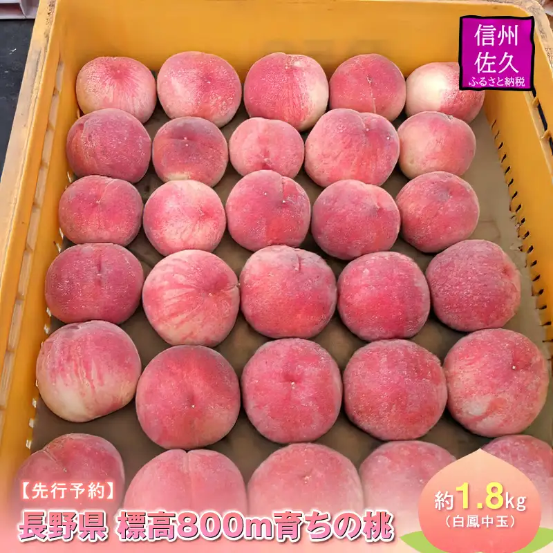 【先行予約】長野県　標高800ｍ育ちの桃 約1.8kg（白鳳中玉）〈2026年8月1日～15日出荷／ 北海道・沖縄・離島は配送不可＞信州 果物 もも　モモ 旬彩 期間限定 【 フルーツ 長野県 佐久市 】