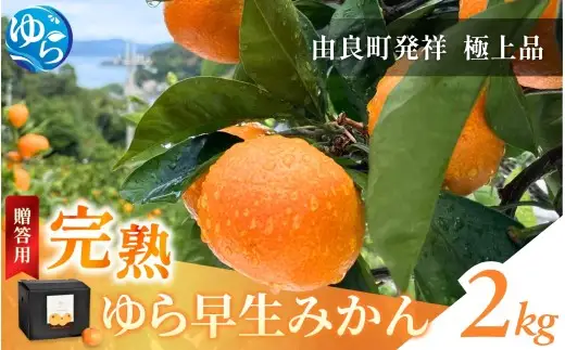  完熟ゆら早生みかん☆贈答用☆ 2kg / 和歌山県 柑橘 みかん 甘い 蜜柑 フルーツ 果物 くだもの 食品 人気  晩柑 おすすめ 送料無料 産地直送 由良町 ※ 2026年11月上旬頃から11月中旬頃に順次発送予定【kzmn004-kan-2】