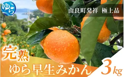 完熟ゆら早生みかん 3kg / 和歌山県 柑橘 みかん 甘い 蜜柑 フルーツ 果物 くだもの 食品 人気  晩柑 おすすめ 送料無料 産地直送 由良町 ※ 2026年11月上旬頃から11月中旬頃に順次発送予定【kzmn004-kan-3】