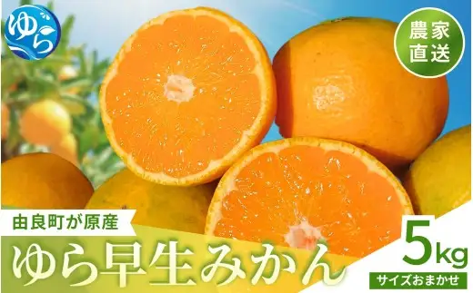 ゆら早生 みかん 5kg / 和歌山県 柑橘 みかん 甘い 蜜柑 フルーツ 果物 くだもの 食品 人気  晩柑 おすすめ 送料無料 産地直送 由良町 ※2026年10月上旬頃～10月下旬頃に順次発送予定【kzmn003-r-5】