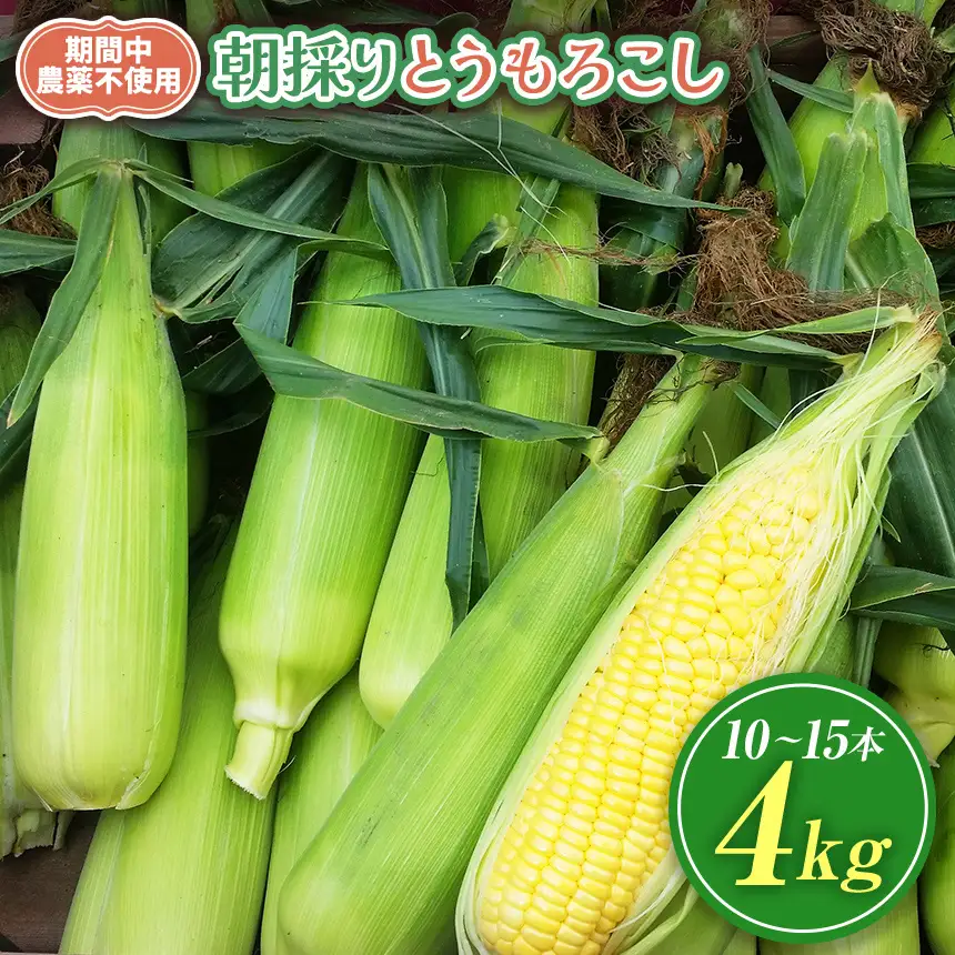 【栽培期間中農薬不使用・無化学肥料・無家畜性肥料で育てた】 朝採り とうもろこし 約4kg ( 10～15本 )【2026年7月下旬～発送】