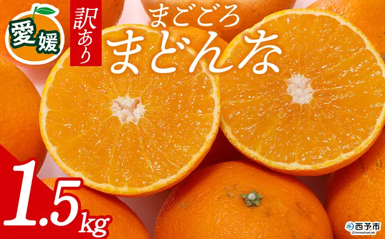先行予約＜訳あり 愛媛県産 まごころまどんな 合計約1.5kg＞ 『2026年11月以降順次出荷予定』ご家庭用 ご自宅用 紅まどんな マドンナ お試し わけあり 果物 柑橘 フルーツ 高級 国産 濃厚 果汁 産地直送 ミヤモトオレンジガーデン 愛媛県 西予市【常温】ONM0011