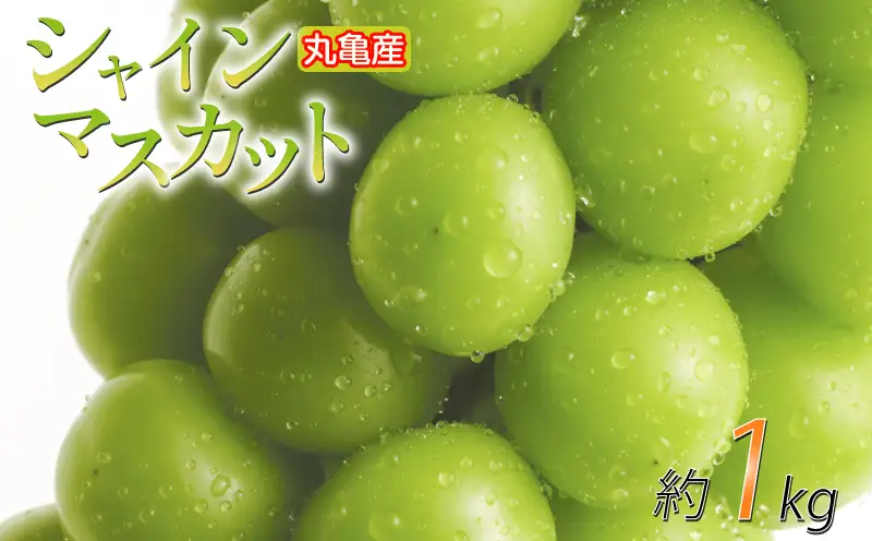 【2026年8月下旬から順次発送】 シャインマスカット 約1kg 2房