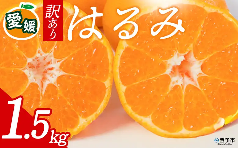 先行予約＜訳あり 愛媛県産 はるみ 合計約1.5kg＞ 『2027年2月以降順次出荷予定』 溢れる果汁 フレッシュ ご家庭用 ご自宅 大粒 果肉 お試し わけあり 果物 柑橘 フルーツ オレンジ 国産 濃厚 産地直送 ミヤモトオレンジガーデン 愛媛県 西予市【常温】ONM0007
