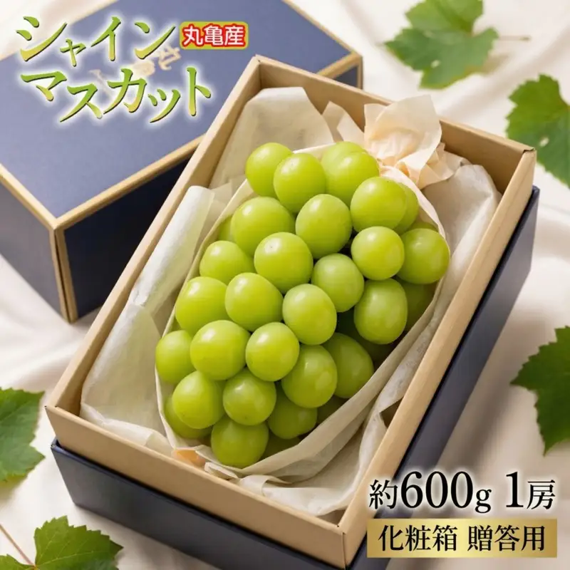 【2026年7月下旬から順次発送】シャインマスカット 約600g 1房 化粧箱入り 贈答用