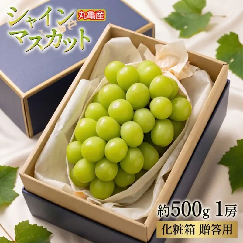 【2026年7月下旬から順次発送】シャインマスカット 約500g 1房 化粧箱 贈答用