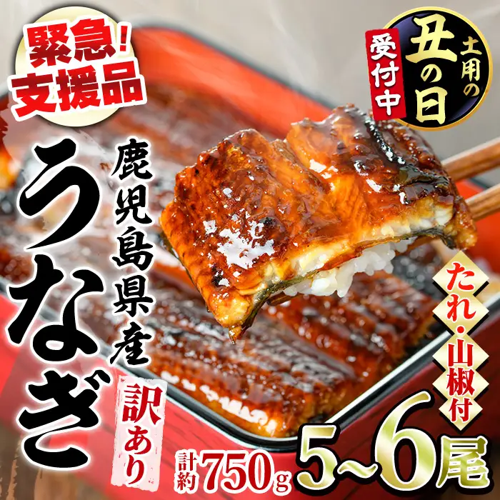 【0184359a-2607】＜土用丑の日までにお届け＞【緊急支援品】＜訳あり＞鰻の蒲焼き(無頭)(5～6尾・計約750g・タレ、山椒付) うなぎ ウナギ 鰻 国産 蒲焼 蒲焼き たれ 鹿児島 ふるさと 人気 支援 【アクアおおすみ】
