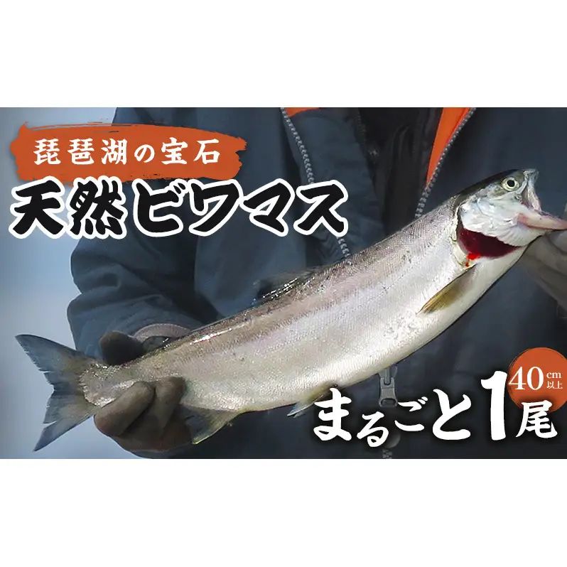 琵琶湖の宝石 天然ビワマス　まるごと1尾（40cm以上）　魚 魚介 海鮮 琵琶湖の宝石 ビワマス ます マス 天然 活〆 活け締め 急速冷凍 冷凍 琵琶湖 滋賀県 米原市