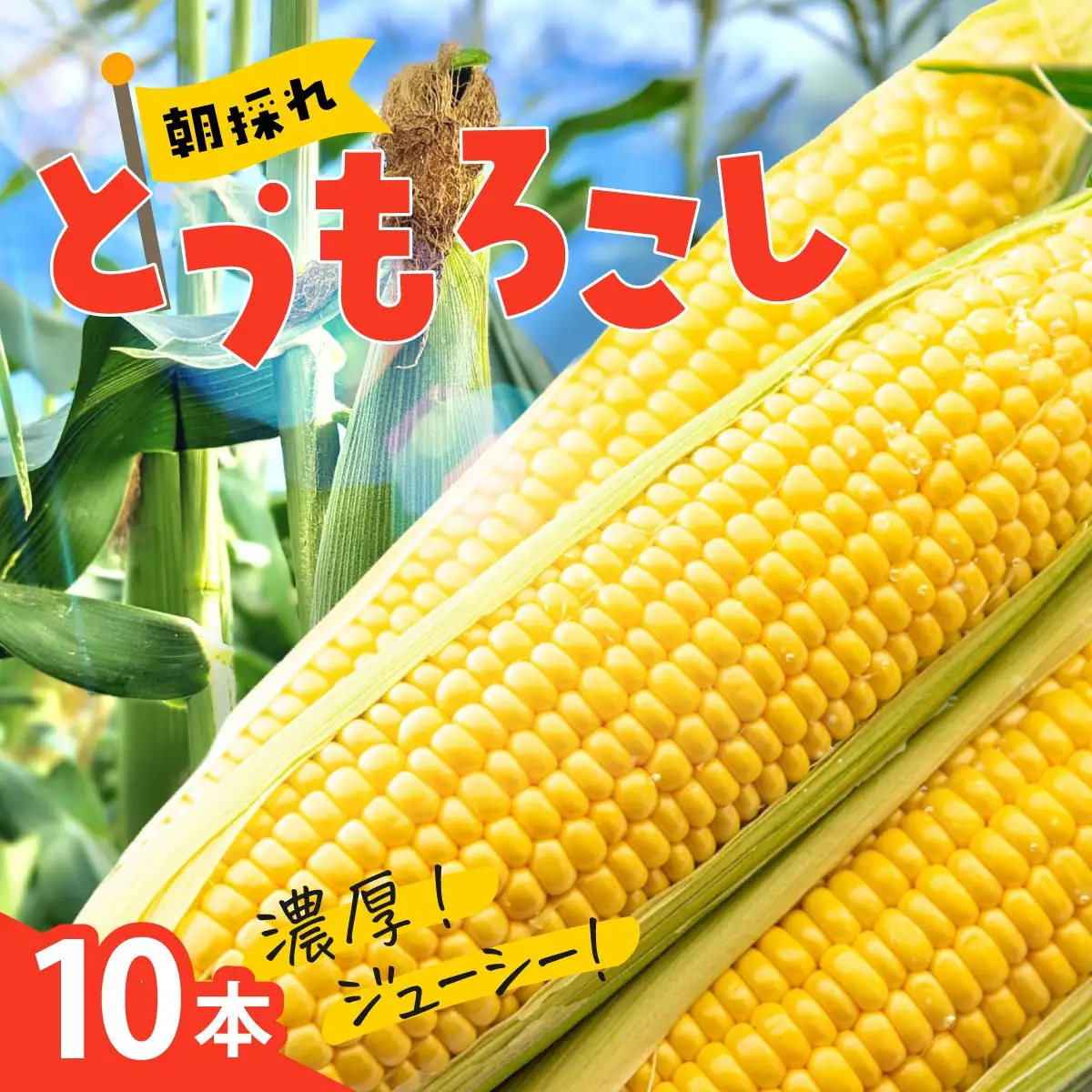 とうもろこし ミルキースイーツ 10本 ゴールドラッシュ トウモロコシ