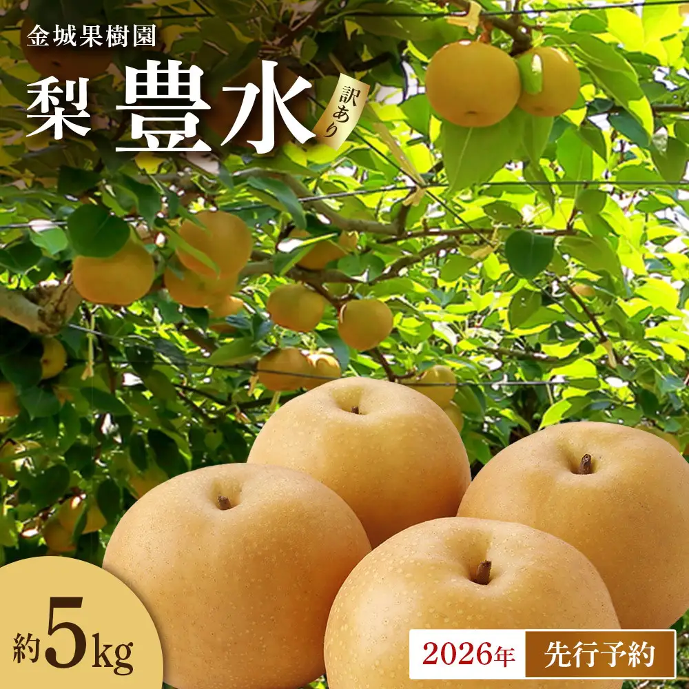 【訳あり】金城果樹園　梨「豊水」約5kg（8～14玉入）2026年9月初旬～ ｜ 梨 