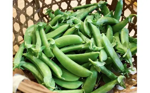 【先行予約6月上旬】甘くてシャキシャキ！スナップエンドウ 3kg えんどう豆_Y124-0050