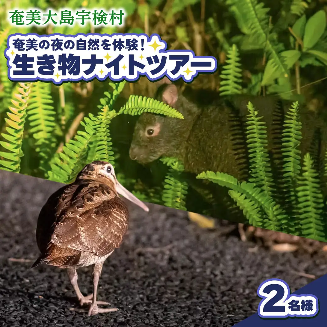 生き物ナイトツアー 2名様 奄美大島 宇検村 鹿児島県 旅行 自然 冒険 完全プライベート