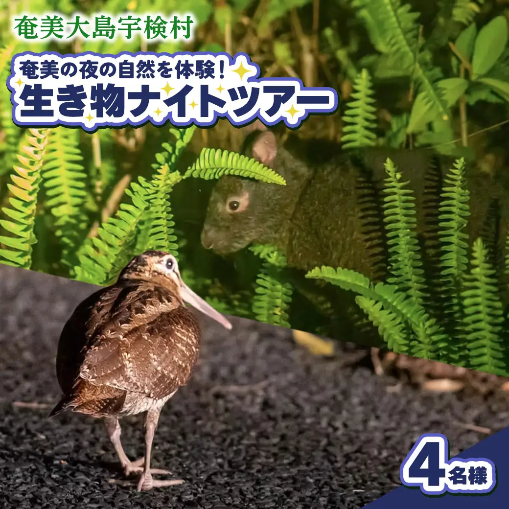 生き物ナイトツアー 4名様 奄美大島 宇検村 鹿児島県 旅行 自然 冒険 完全プライベート