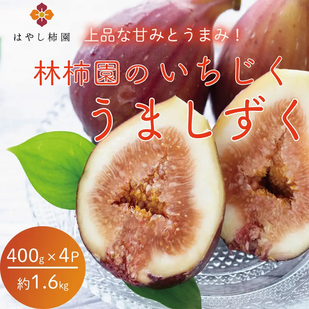 【先行予約】上品な甘みとうまみ！林柿園のいちじく うましずく400g×4P 約1.6kg | 無花果 イチジク 果物 くだもの フルーツ 生 甘い 朝ごはん 朝食 デザート お取り寄せ 国産 産直 岐阜県 瑞穂市 ※2026年8月～発送