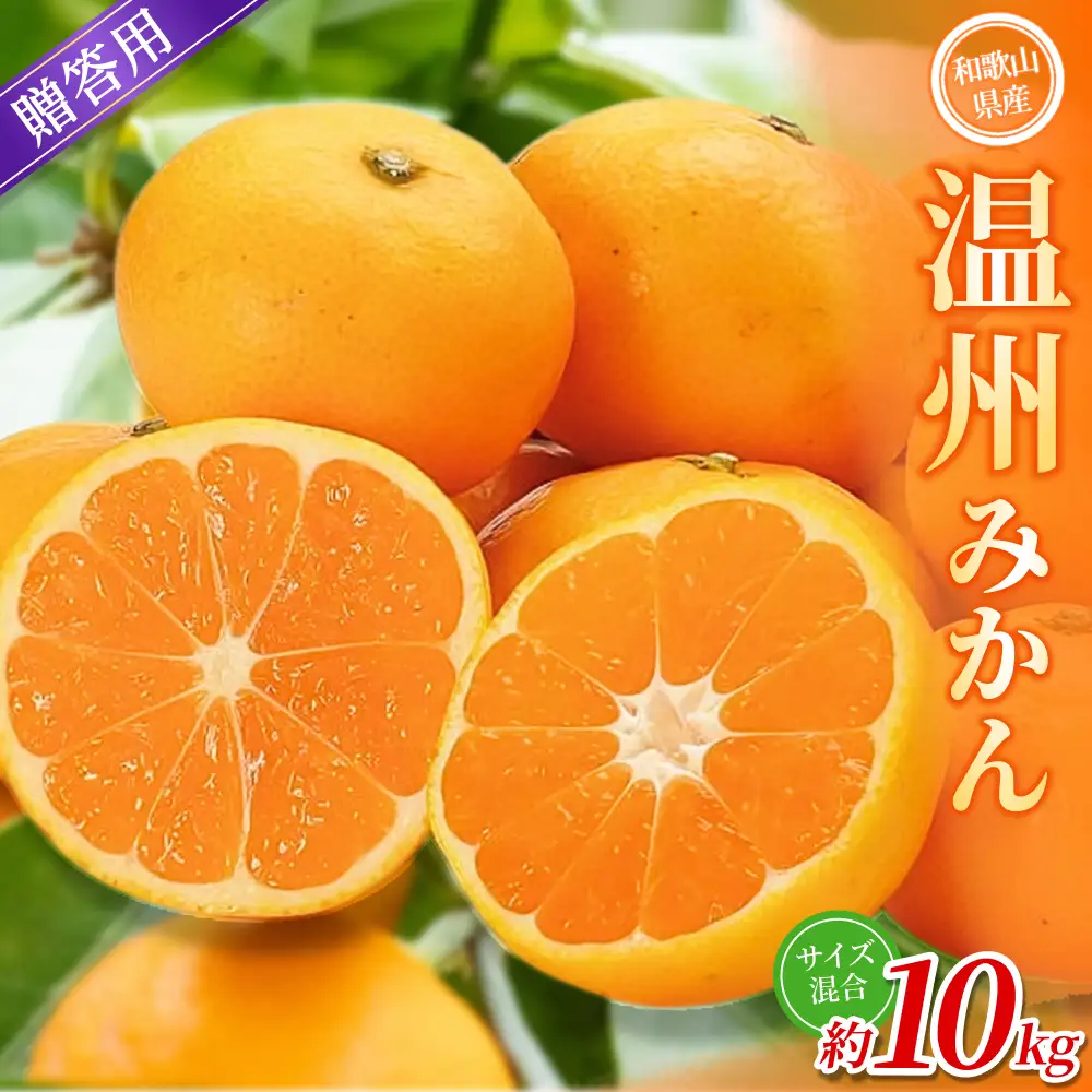 みかん【贈答用】 森本農園 約10kg 【2026年10月中旬～2027年2月中旬ごろに順次発送】【BV-mrmt093】