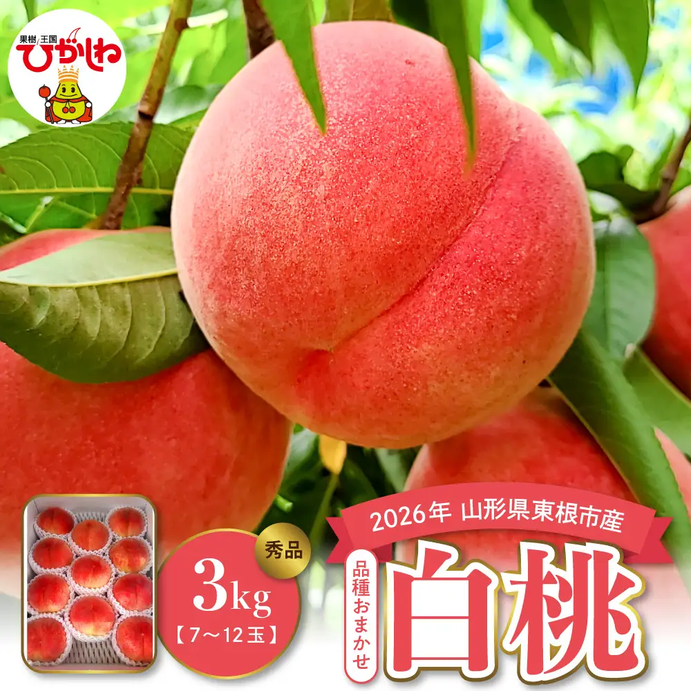 【2026年産】 白桃 ( 品種おまかせ ) 3kg 白桃 桃 もも