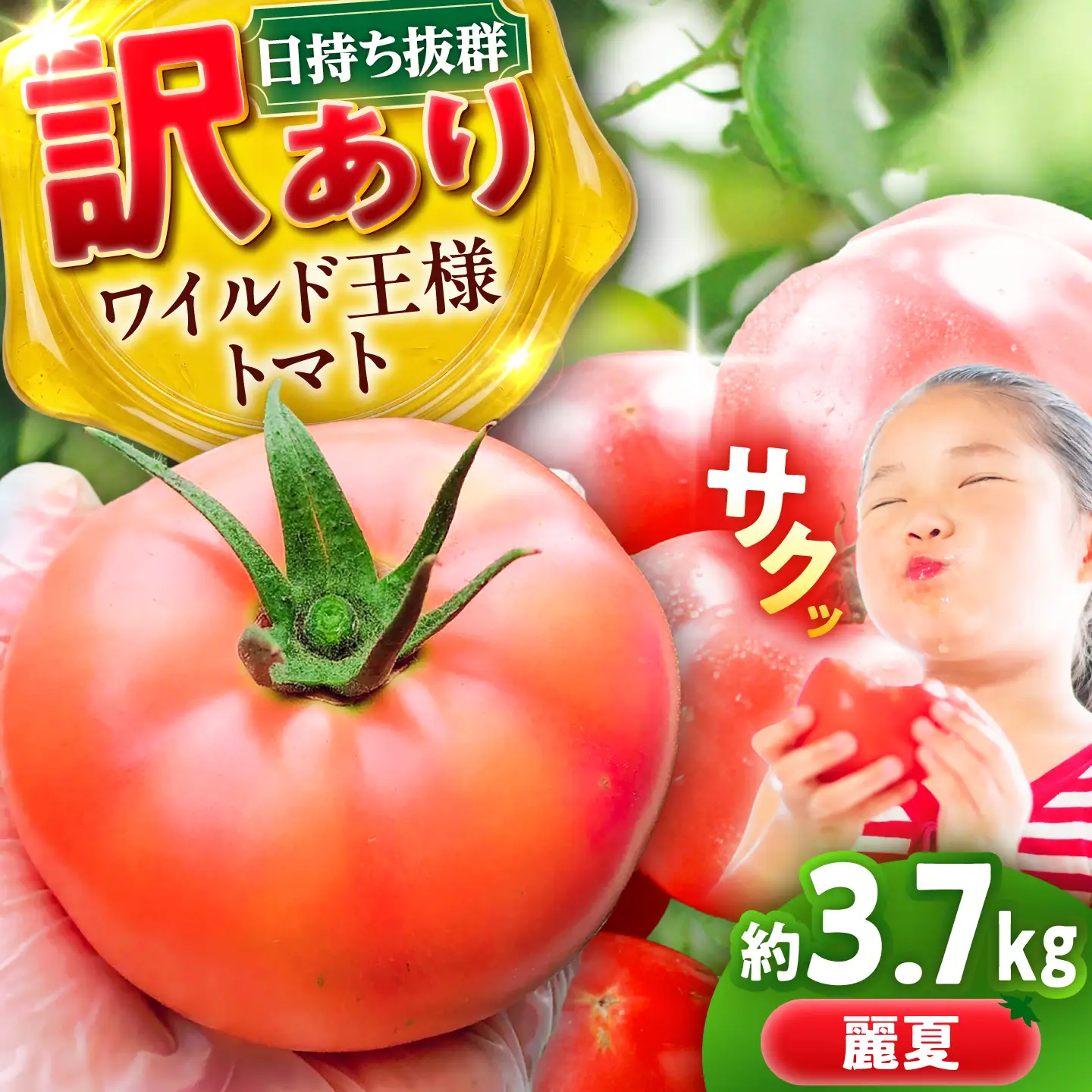 【7月上旬から順次発送】＼訳あり／ワイルド王様トマト 3.7kg / トマト とまと 箱入り 3.7キロ / 恵那市 / 阿部農園[AUGA008]