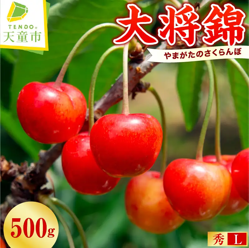 さくらんぼ ( 大将錦 ) 500g さくらんぼ 08-01-023