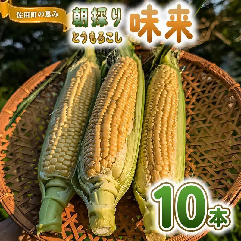 朝採り とうもろこし（味来）10本 【出荷：6月下旬】 トウモロコシ  野菜 旬の野菜 産地直送 産直 朝採り 朝採れ 鮮度抜群