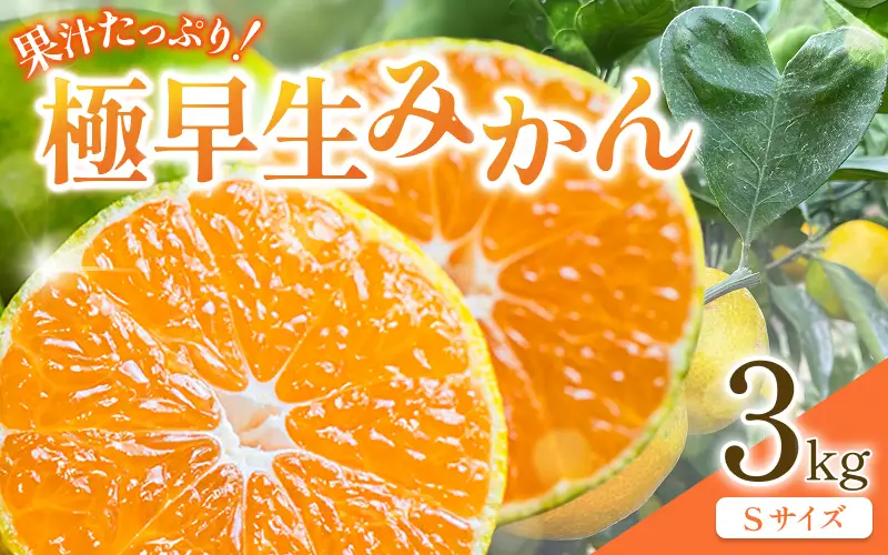 先行予約 紀州田辺産 果汁たっぷりの極早生みかん3kg（Ｓサイズ） ※9月中旬に順次発送予定【期間限定・8/31まで】 / 和歌山県 ミカン 期間限定 秋 柑橘  フルーツ 果物 紀州産【kjt015】