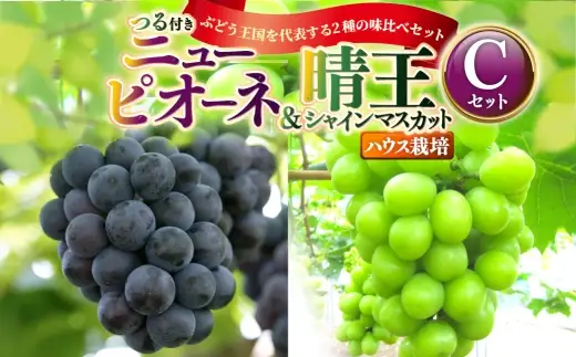 つる付き！ニューピオーネ ＆ 晴王 シャインマスカット Cセット ハウス栽培 ブドウ ぶどう 葡萄 果物 くだもの フルーツ 果実 マスカット 食べ比べ 【 2026年7月上旬～8月上旬発送予定 】
