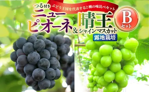 つる付き！ ニューピオーネ ＆ 晴王 シャインマスカット Bセット 露地栽培 ブドウ ぶどう 葡萄 果物 くだもの フルーツ 果実 マスカット【 2026年9月上旬～10月下旬発送予定 】