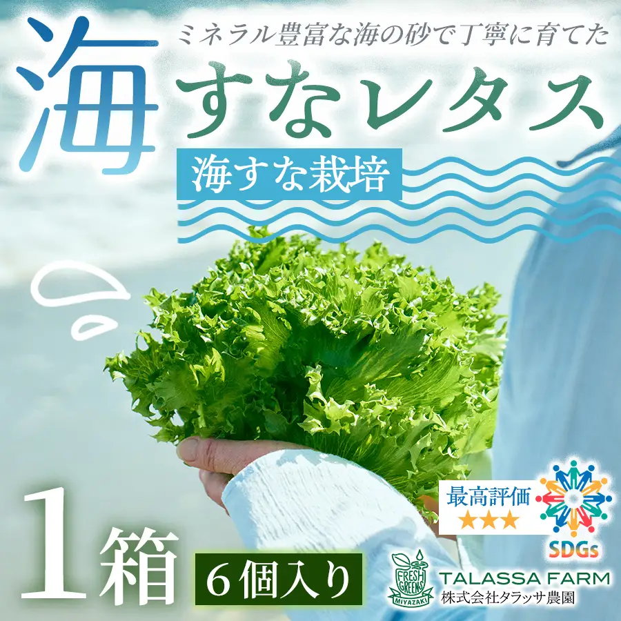 フリルレタス「海すなレタス」6個入り×1箱【A346】