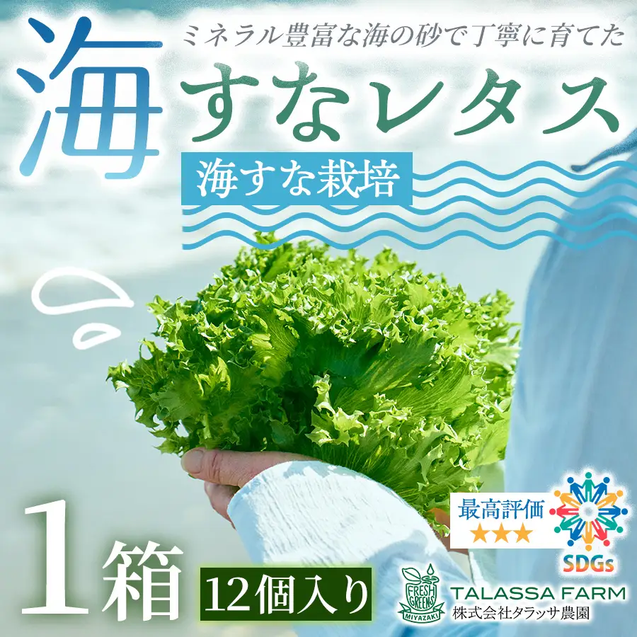 フリルレタス「海すなレタス」12個入り×1箱【B697】