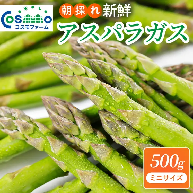 朝採り新鮮アスパラガス 500g【ミニサイズ】 | 野菜 アスパラガス グリーンアスパラ 旬 とれたて 春野菜 春 朝採り 朝採れ とれたて 新鮮 みずみずしい サラダ 甘い お取り寄せ 産地直送 冷蔵 岐阜県 瑞穂市