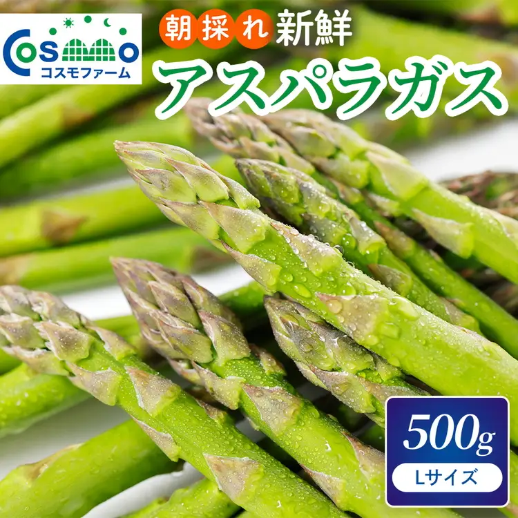 朝採り新鮮アスパラガス 500g【Lサイズ】 | 野菜 アスパラガス グリーンアスパラ 旬 とれたて 春野菜 春 朝採り 朝採れ とれたて 新鮮 みずみずしい サラダ 甘い お取り寄せ 産地直送 冷蔵 岐阜県 瑞穂市
