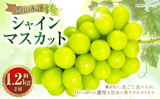 シャインマスカット 2房 約1.2kg マスカット 葡萄 くだもの 果物 フルーツ 果実 ぶどう ブドウ 皮ごと 種無し ギフト 贈答 贈り物 果汁 国産 岡山県産 【 2026年10月下旬～11月下旬発送予定 】