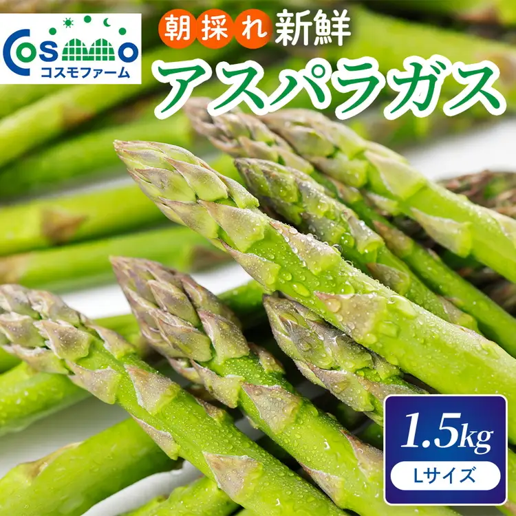 朝採り新鮮アスパラガス 1.5kg【Lサイズ】 | 野菜 アスパラガス グリーンアスパラ 旬 とれたて 春野菜 春 朝採り 朝採れ とれたて 新鮮 みずみずしい サラダ 甘い お取り寄せ 産地直送 冷蔵 岐阜県 瑞穂市