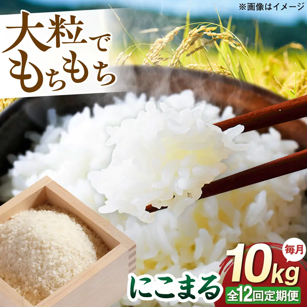【全12回定期便】 にこまる 玄米品質1等米 白米 10kg 糸島市産 糸島市 / 糸島の恵み コメ こめ ご飯[AGR013]