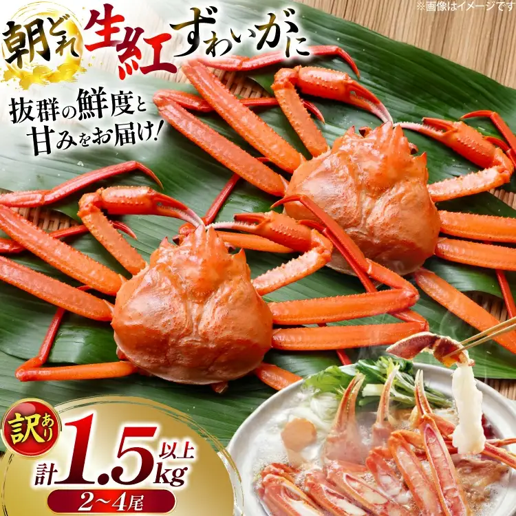 カニ 訳あり 朝どれ生紅ズワイガニ 2～4尾 計1.5kg以上 (1尾サイズ：500g～1kg以上) [JF西海 石川県 志賀町 sk17jkf30064]