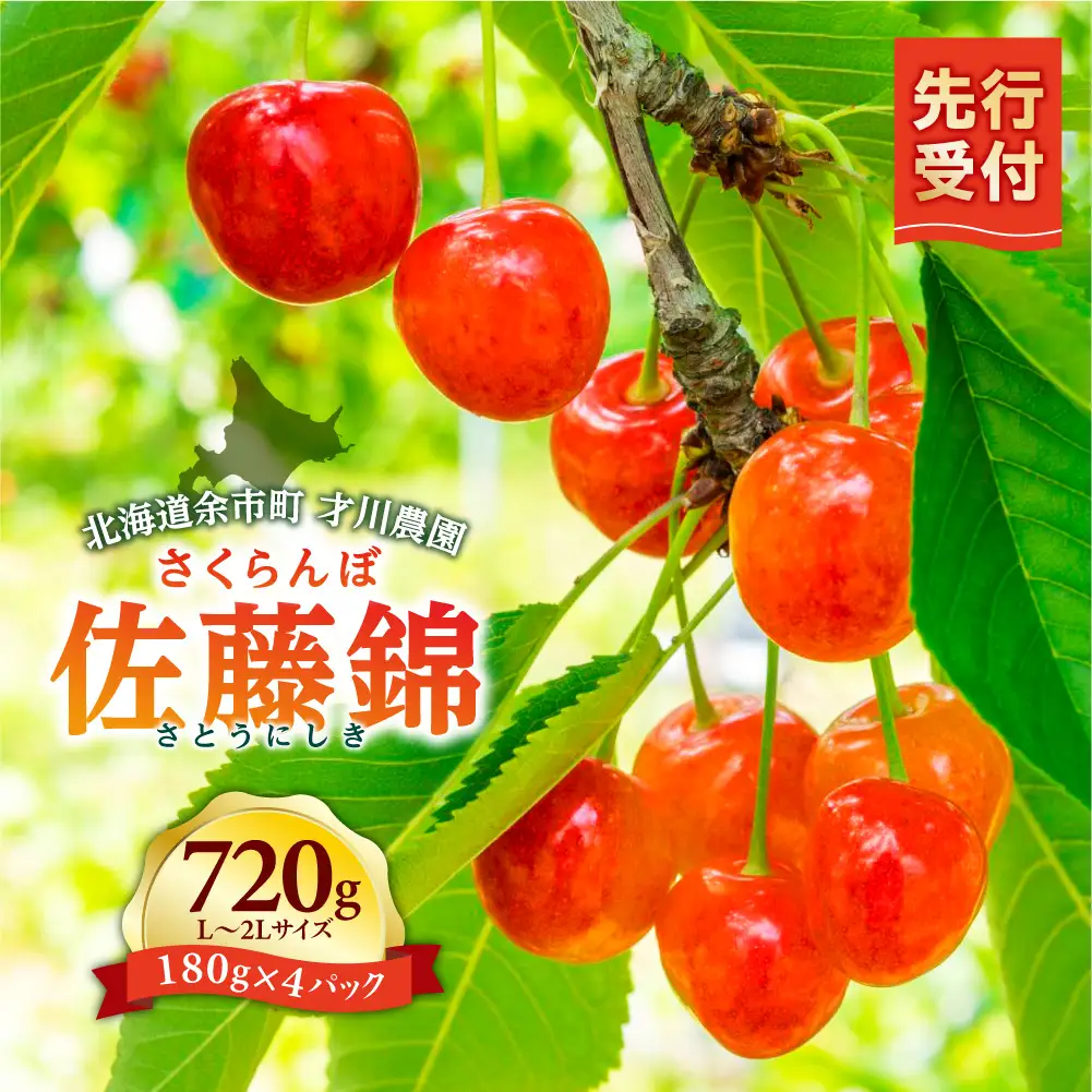 先行予約 さくらんぼの王様 佐藤錦 720g L～2L 北海道余市産 さくらんぼ_Y168-0001