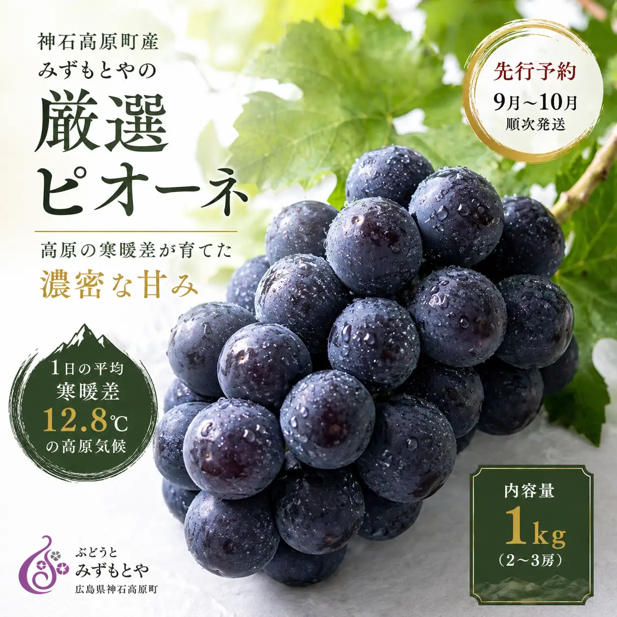 【先行予約】厳選ピオーネ｜高原の寒暖差が育てた濃密な甘み 約1kg 《9月上旬-10月下旬出荷予定(土日祝除く)》広島県 神石高原町 果物 フルーツ ぶどう 送料無料
