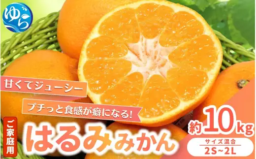 家庭用 はるみ みかん 10kg / くだもの 甘い 柑橘 果物 和歌山 ※2027年2月上旬～2月中旬頃に順次発送 【nktn013-c-10】