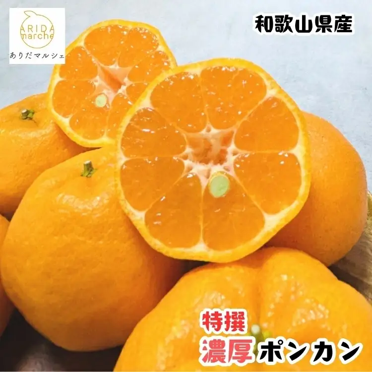 【先行予約】極甘 柑橘 特選 濃厚 ポンカン 1.5kg+200g(傷み補償分) / みかん 柑橘 果物 フルーツ 甘い 和歌山 晩柑 有田 ※2027年1月上旬～2月下旬に順次発送 ※北海道・沖縄・その他離島地域は発送不可【ard008-p-1d5】