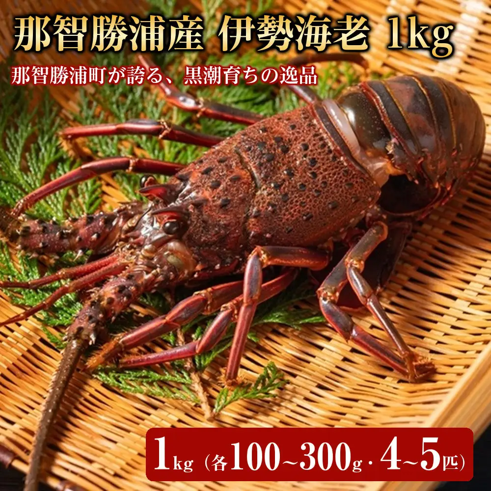 那智勝浦産 伊勢海老 1kg（各100～300g・4～5匹）