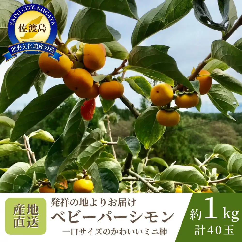【数量限定】【先行予約】【2026年10月中旬以降順次発送】柿 ミニ柿 ベビーパーシモン ひとくちサイズ 40玉 約1kg