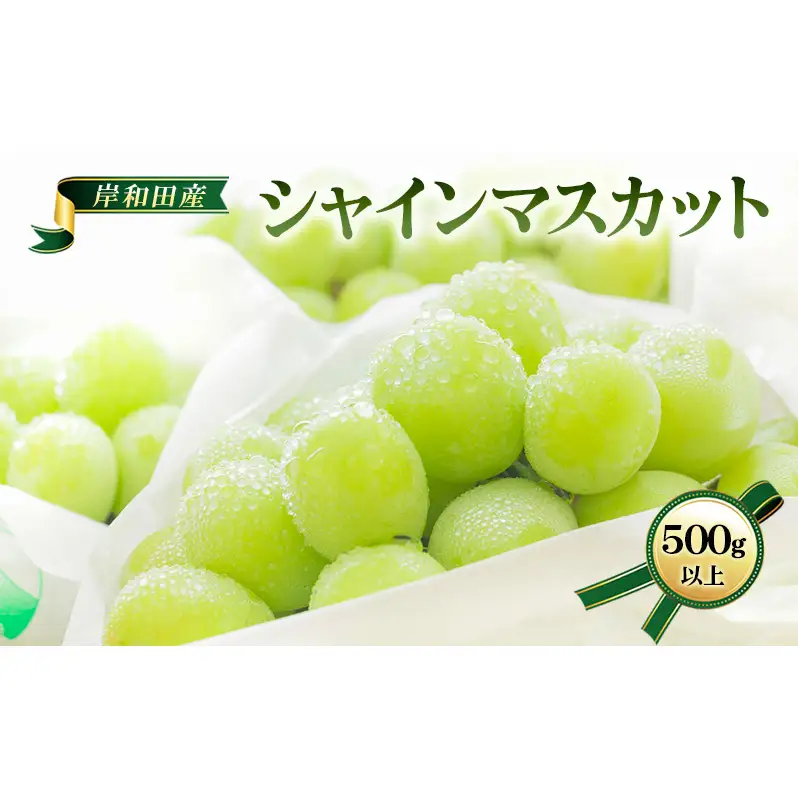【 先行予約 】【 数量限定 】 シャインマスカット 500g以上 1房 フルーツ 果物 くだもの ぶどう ブドウ 葡萄 大粒 高級 皮ごと デザート 贈り物 ギフト 贈答品 季節限定 旬 大阪府 岸和田市