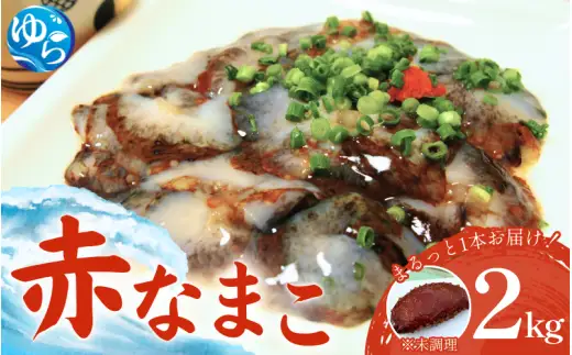 活 なまこ 赤なまこ2kg / ナマコ 海の幸 由良町 新鮮 刺身 珍味 産地直送 海産物 特産 和歌山県 ※2026年12月中旬～3月下旬頃に順次発送予定 【skmn224-aka-2】