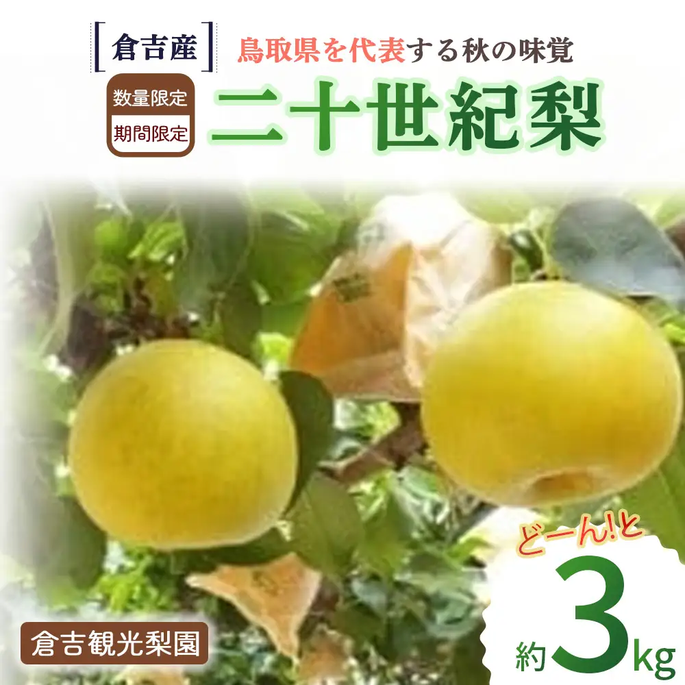 二十世紀梨 3kg【倉吉産】（倉吉観光梨園） 梨 果物 フルーツ 和梨