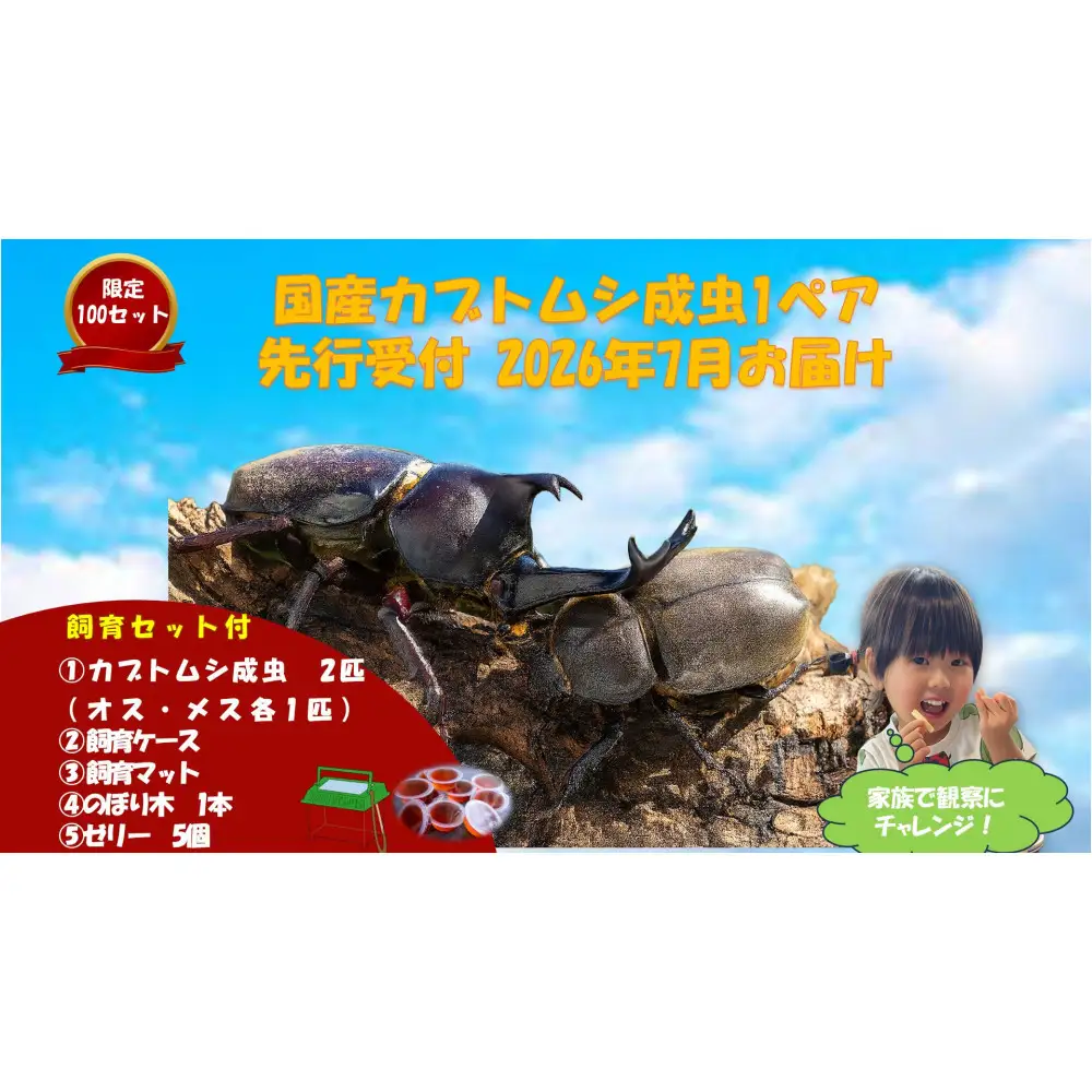 《先行受付・2026年7月お届け》【虹色Farm】国産カブトムシ成虫1ペア(飼育キット付) ｜京都 カブトムシ 人気