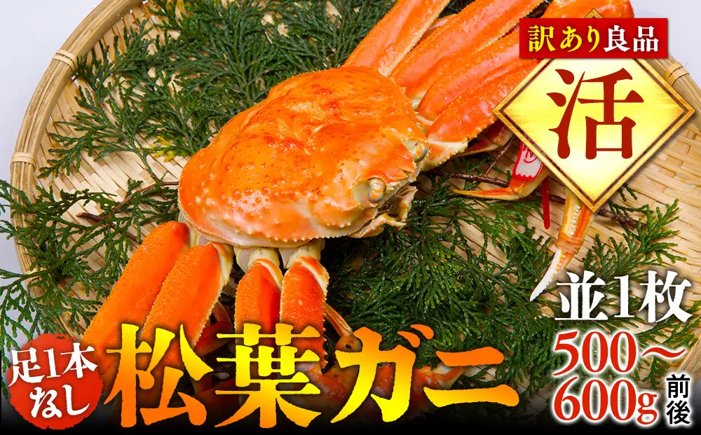 【活】足1本なし 訳あり松葉ガニ 並1枚（500～600g前後）【着日指定不可】※2026年11月上旬～2027年3月下旬頃に順次発送予定