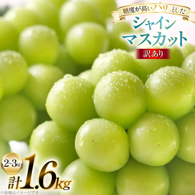【期間限定発送】 訳あり シャインマスカット 2～3房 1.6kg [田制農園 山形県 高畠町 tk06ayt230010]